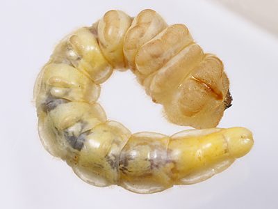 Temognatha mitchellii, PL4533A, larva, SE, ventral, 35.0 × 5.8 mm